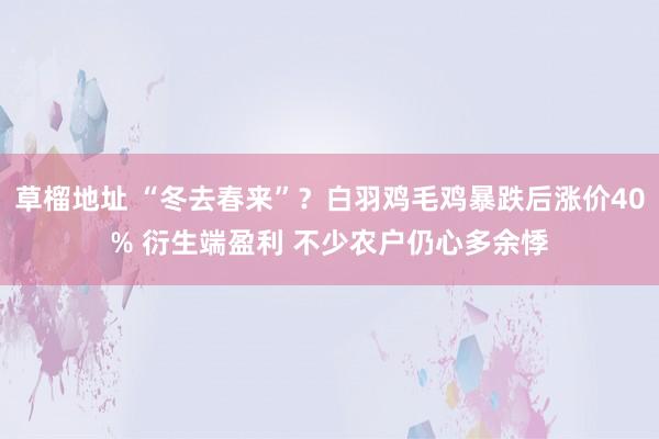 草榴地址 “冬去春来”？白羽鸡毛鸡暴跌后涨价40% 衍生端盈利 不少农户仍心多余悸